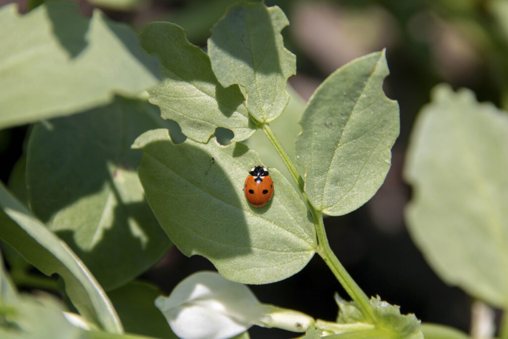 Foto van lieveheersbeestje op tuinboon