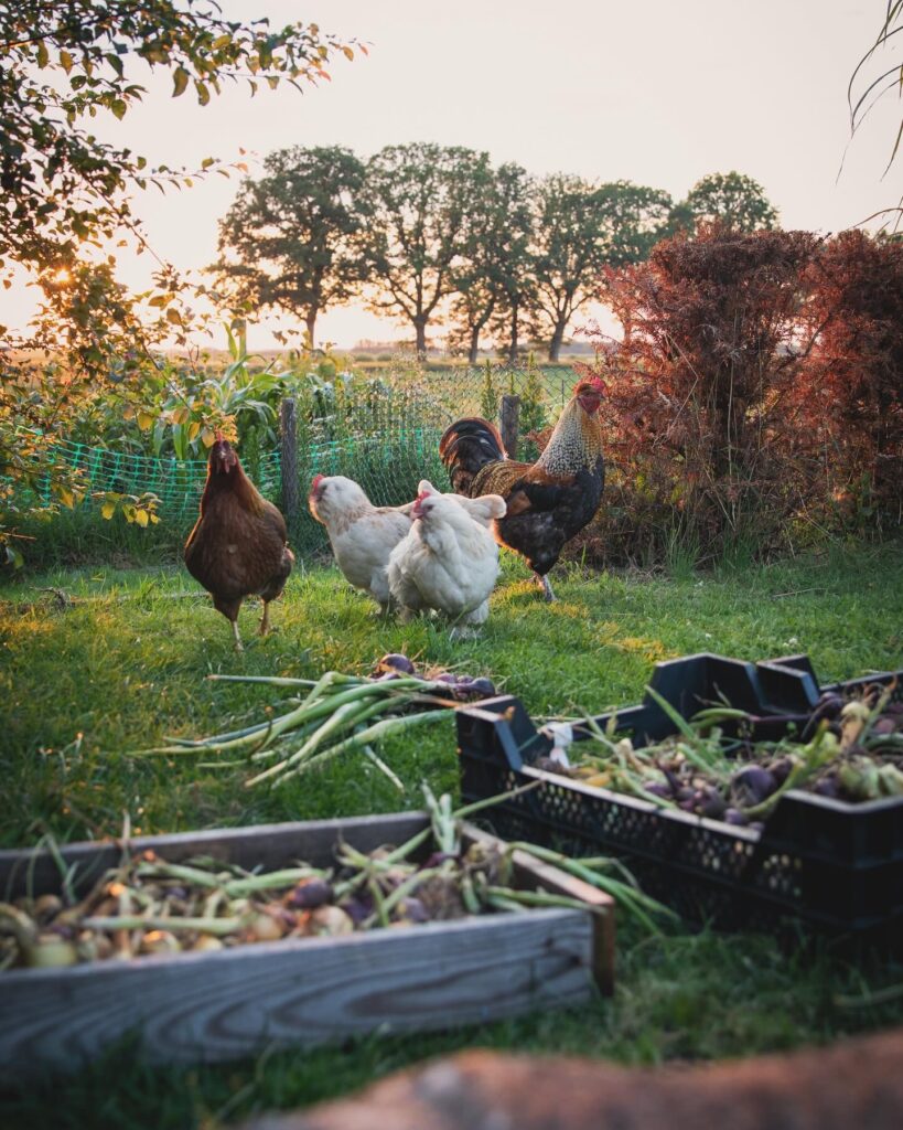 Foto van kippen in tuin