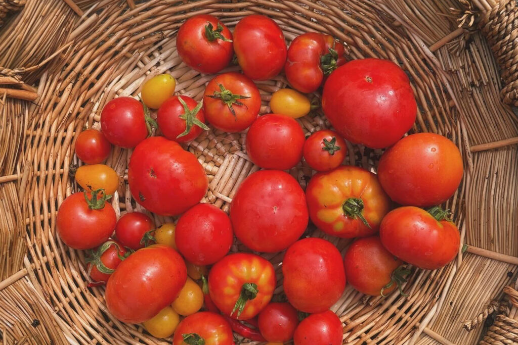 Foto tomaten