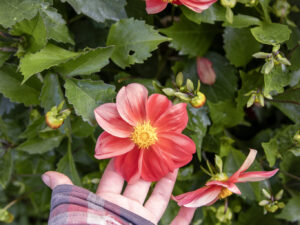 Foto van dahlias uit dahliazaden