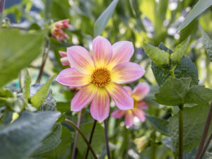 Foto van dahlias uit dahliazaden
