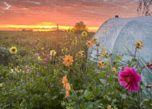 Foto van dahlias