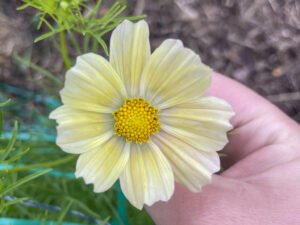 Foto van hand en lichtgele cosmea