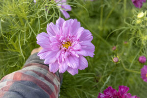 Foto van cosmea/cosmos