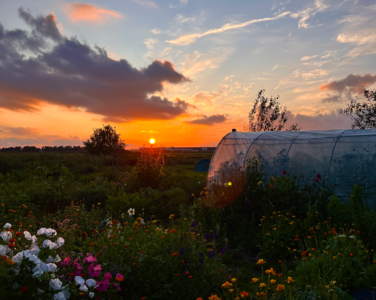 Cellemuiden-moestuin-foto