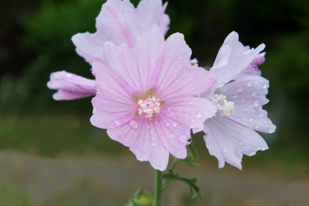 malva moschata eetbare bloem