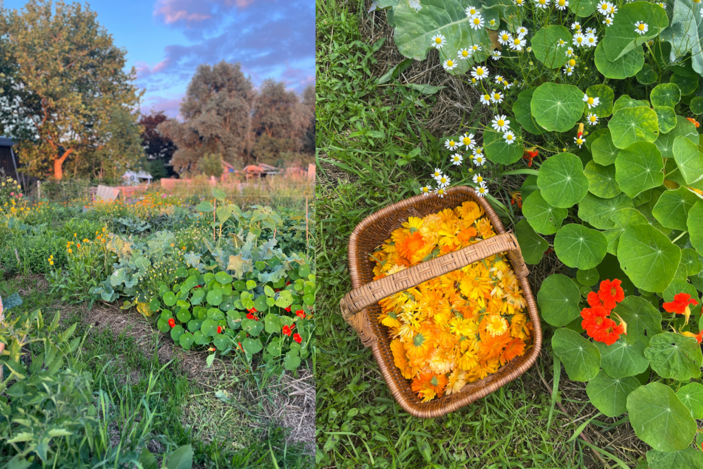 Oost-Indische kers zaden – eetbaar & onmisbaar in je tuin